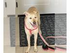 Labrador Retriever Mix DOG FOR ADOPTION RGADN-1254824 - Lady - Labrador