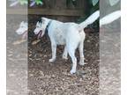 Pointer DOG FOR ADOPTION RGADN-1254829 - LUCKEY - Pointer (medium coat) Dog For