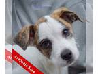 Parson Russell Terrier Mix DOG FOR ADOPTION RGADN-1254850 - Chip - Parson