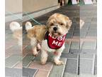 Shih-Poo DOG FOR ADOPTION RGADN-1254856 - Rockey - Shih Tzu / Poodle (Miniature)