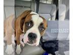 Boxer DOG FOR ADOPTION RGADN-1254857 - Wilma - Boxer Dog For Adoption