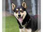 German Shepherd Dog-Shiba Inu Mix DOG FOR ADOPTION RGADN-1254862 - *RAVIOLI -