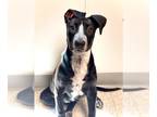 Great Dane-Labrador Retriever Mix DOG FOR ADOPTION RGADN-1254864 - LICORICE LUCY