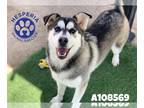 Mix DOG FOR ADOPTION RGADN-1254874 - A108569 - Husky (medium coat) Dog For