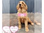 Golden Retriever DOG FOR ADOPTION RGADN-1254887 - July - Golden Retriever Dog