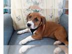 Labrador Retriever Mix DOG FOR ADOPTION RGADN-1254891 - Moonpie - Labrador
