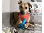 Feist Terrier Mix DOG FOR ADOPTION RGADN-1254892 - Dixie - Feist / Mixed (short
