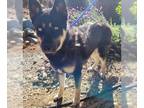 German Shepherd Dog-Huskies Mix DOG FOR ADOPTION RGADN-1254899 - *WONKA - Husky