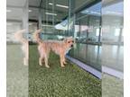 Poodle (Miniature) Mix DOG FOR ADOPTION RGADN-1254900 - TIGER - Poodle