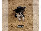 Australian Shepherd Mix DOG FOR ADOPTION RGADN-1254903 - Keira - Australian