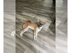 Huskies -Shiba Inu Mix DOG FOR ADOPTION RGADN-1254910 - A712944 - Husky / Shiba