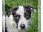 Airedale Terrier-Border Collie Mix DOG FOR ADOPTION RGADN-1254931 - Clara -