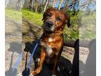 Spaniel Mix DOG FOR ADOPTION RGADN-1254948 - Huey *Adopt or Foster * - Spaniel /