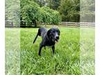 Labrador Retriever Mix DOG FOR ADOPTION RGADN-1254956 - Cassie - Labrador
