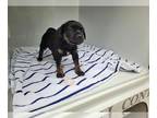 Rottweiler Mix DOG FOR ADOPTION RGADN-1254968 - ELLIE - Rottweiler / Mixed