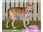 Siberian Husky DOG FOR ADOPTION RGADN-1254973 - AKITA - Siberian Husky (medium