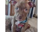 Adopt Lucy a American Staffordshire Terrier, Mixed Breed