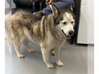 Mix DOG FOR ADOPTION RGADN-1254982 - DRAGO - Husky (medium coat) Dog For