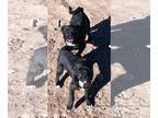 Beagle-Puli Mix DOG FOR ADOPTION RGADN-1254996 - **MARCOS - Puli / Beagle /