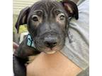 Adopt Starry a American Staffordshire Terrier, Mixed Breed