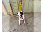 Bull Terrier Mix DOG FOR ADOPTION RGADN-1254999 - Patches - Bull Terrier / Mixed