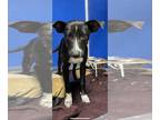 Labrador Retriever Mix DOG FOR ADOPTION RGADN-1255001 - Chance - NN - Labrador