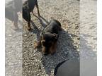 Rottweiler Mix DOG FOR ADOPTION RGADN-1255008 - A712982 - Rottweiler / Mixed
