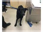 Labrador Retriever DOG FOR ADOPTION RGADN-1255022 - Dog - Labrador Retriever