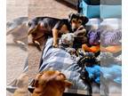 Beagle Mix DOG FOR ADOPTION RGADN-1255040 - Lulu - Beagle / Hound / Mixed (short