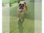 Boxer DOG FOR ADOPTION RGADN-1255075 - Anders - Boxer Dog For Adoption