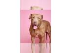 American Staffordshire Terrier DOG FOR ADOPTION RGADN-1255077 - Peanut -