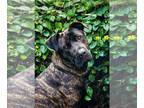 Mastiff DOG FOR ADOPTION RGADN-1255078 - Sophie - Mastiff Dog For Adoption