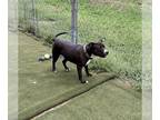 Staffordshire Bull Terrier Mix DOG FOR ADOPTION RGADN-1255089 - Rosie -