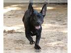 Basset Hound Mix DOG FOR ADOPTION RGADN-1255113 - DONKEY - Basset Hound / Mixed