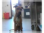 Boxer DOG FOR ADOPTION RGADN-1255118 - BENNY - Boxer (medium coat) Dog For