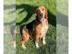Beagle DOG FOR ADOPTION RGADN-1255122 - TOBY - Beagle (medium coat) Dog For