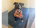 American Pit Bull Terrier Mix DOG FOR ADOPTION RGADN-1255124 - Ambrose -