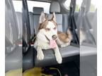 Mix DOG FOR ADOPTION RGADN-1255127 - Dimitri - Husky Dog For Adoption
