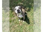 American Pit Bull Terrier Mix DOG FOR ADOPTION RGADN-1255138 - ANGEL - Pit Bull