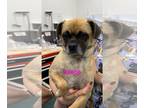 Pug Mix DOG FOR ADOPTION RGADN-1255142 - FUCHSIA - Pug / Mixed Dog For Adoption