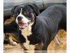 Boglen Terrier DOG FOR ADOPTION RGADN-1255144 - CHAUNCEY - Beagle / Boston