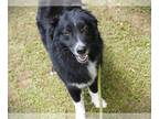 Australian Shepherd Mix DOG FOR ADOPTION RGADN-1255146 - DANNY - Australian