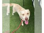 American Pit Bull Terrier-Huskies Mix DOG FOR ADOPTION RGADN-1255164 - LUTHER -