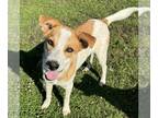 Labrador Retriever-Mountain Cur Mix DOG FOR ADOPTION RGADN-1255180 - Mac -