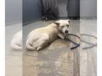 Labrador Retriever Mix DOG FOR ADOPTION RGADN-1255185 - SHANIA - Labrador