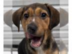 Labrador Retriever Mix DOG FOR ADOPTION RGADN-1255190 - Kiala - Hound / Labrador