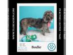 Tzu Basset DOG FOR ADOPTION RGADN-1255198 - Bodie 050424 - Basset Hound / Shih