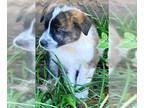 Saint Bernard Mix DOG FOR ADOPTION RGADN-1255205 - A-Sweet Girl - Saint Bernard