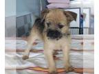 Pug Mix DOG FOR ADOPTION RGADN-1255224 - MARIGOLD - Pug / Mixed Dog For Adoption