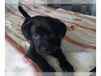 Pug Mix DOG FOR ADOPTION RGADN-1255225 - COAL - Pug / Mixed Dog For Adoption